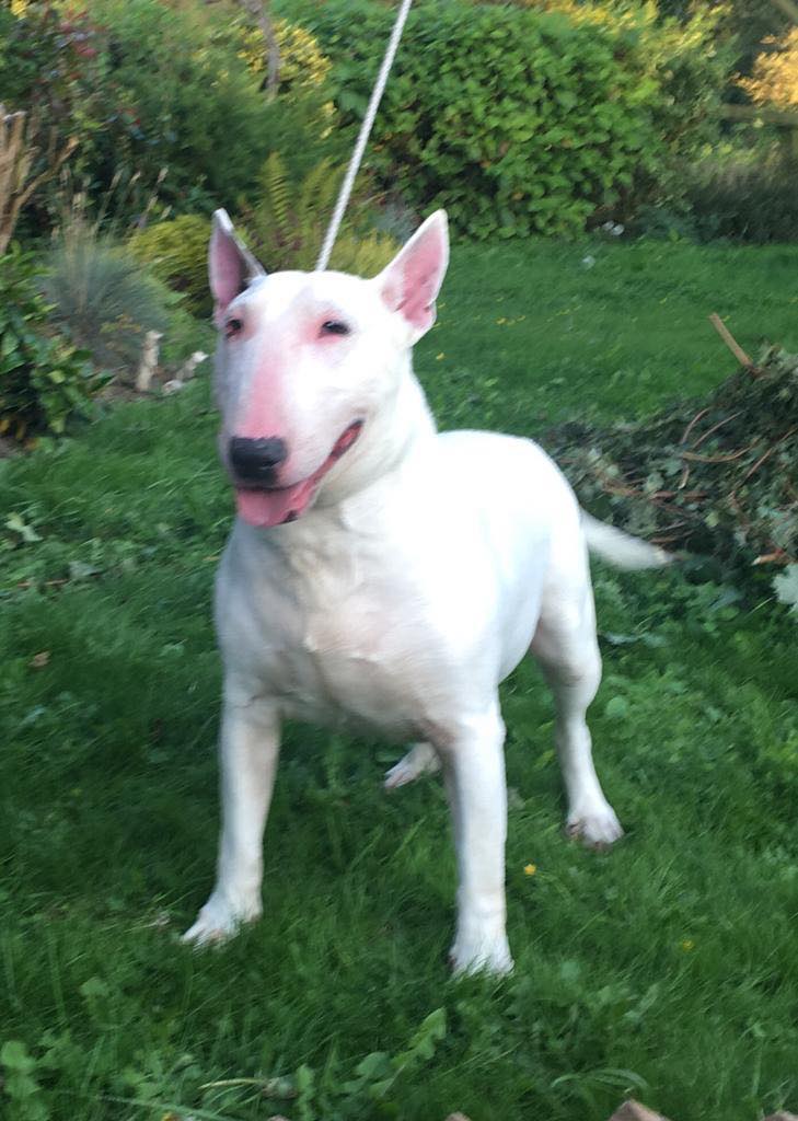 English bull terrier store is for sale